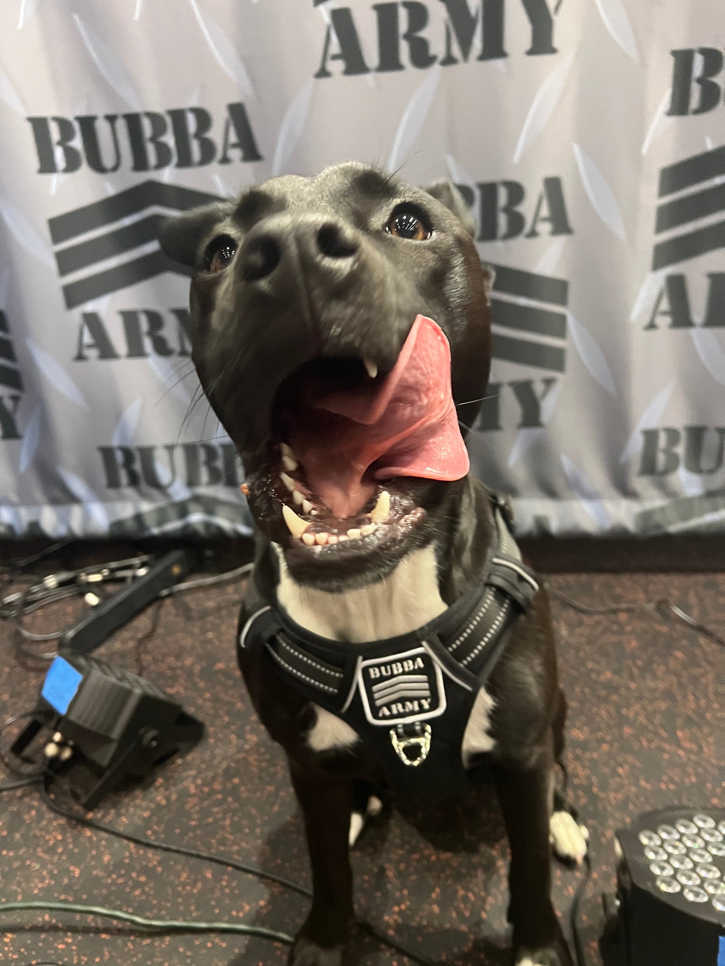 Back by popular demand! #doglife 🐾 Bubba Army Custom dog harness with logo / reflective LIMITED EDITION