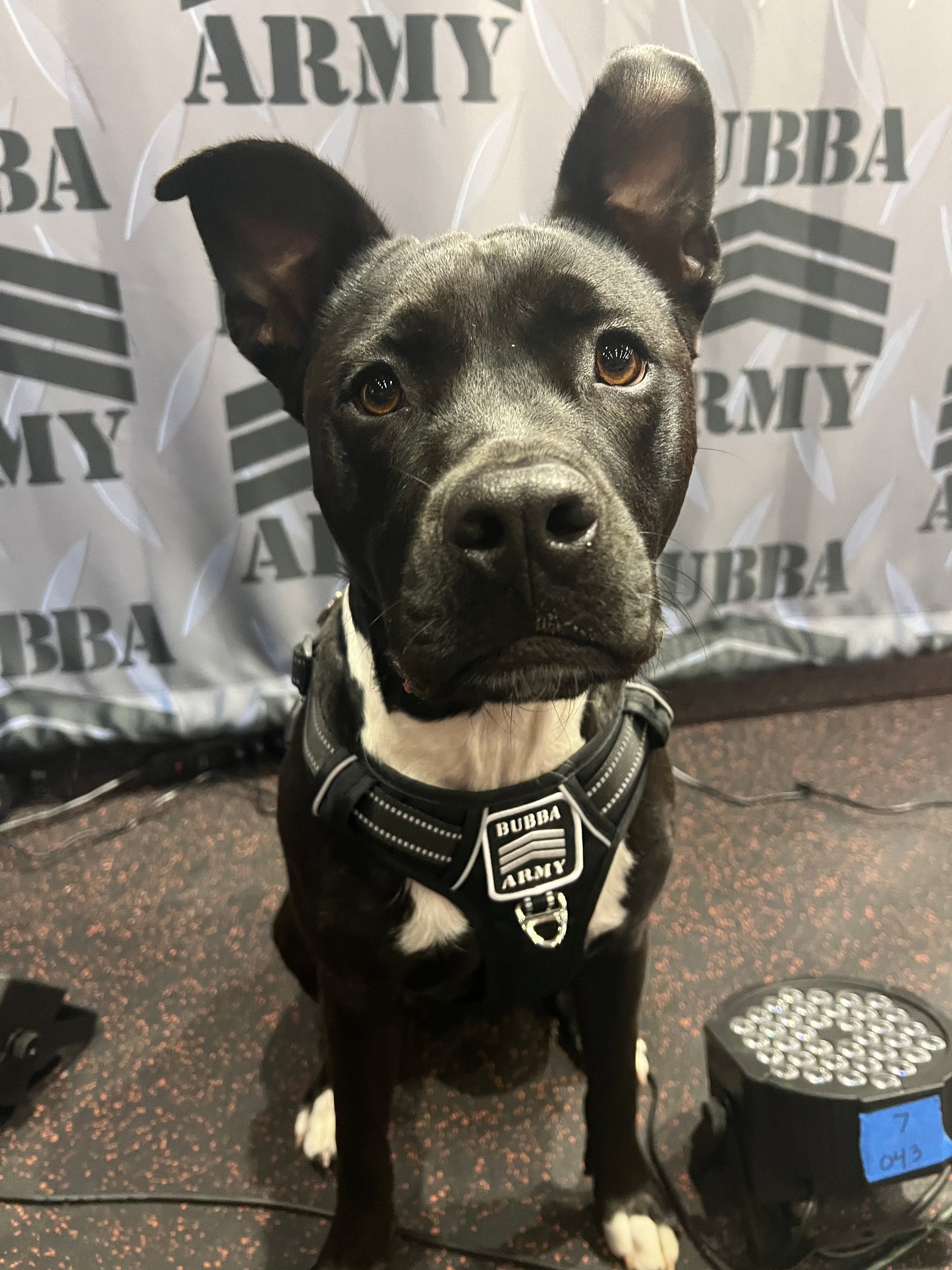 Back by popular demand! #doglife 🐾 Bubba Army Custom dog harness with logo / reflective LIMITED EDITION