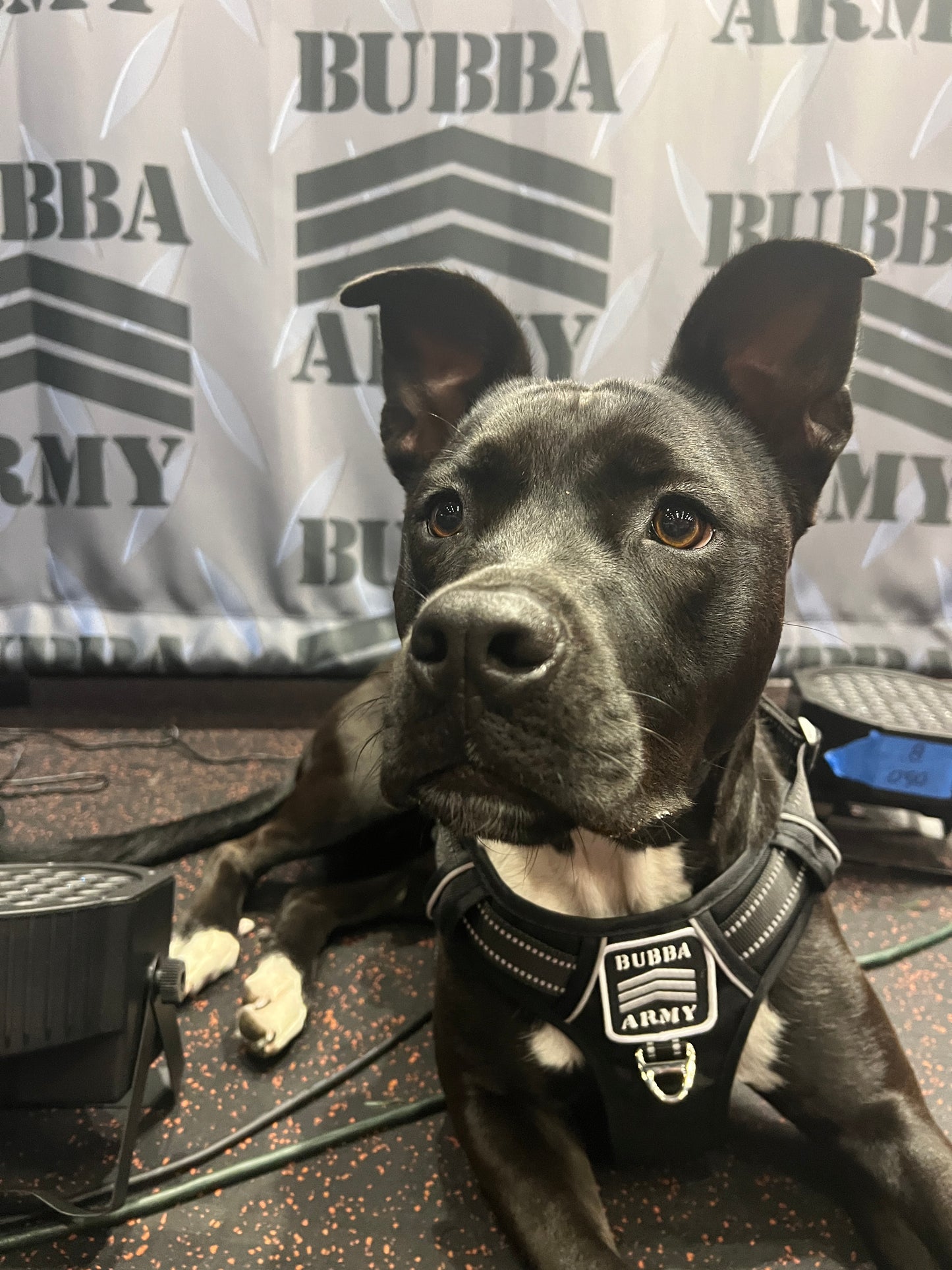 Back by popular demand! #doglife 🐾 Bubba Army Custom dog harness with logo / reflective LIMITED EDITION