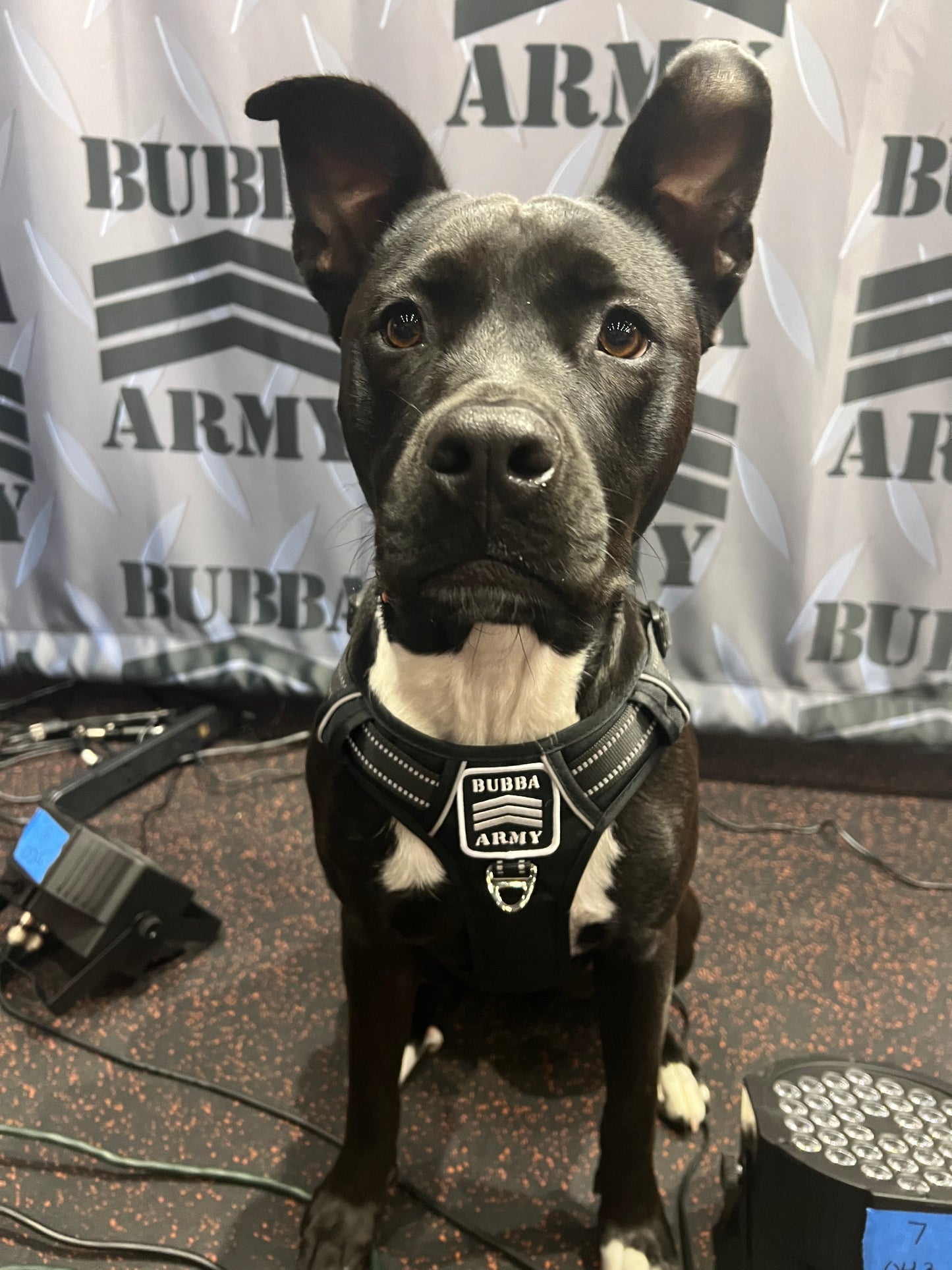 Back by popular demand! #doglife 🐾 Bubba Army Custom dog harness with logo / reflective LIMITED EDITION