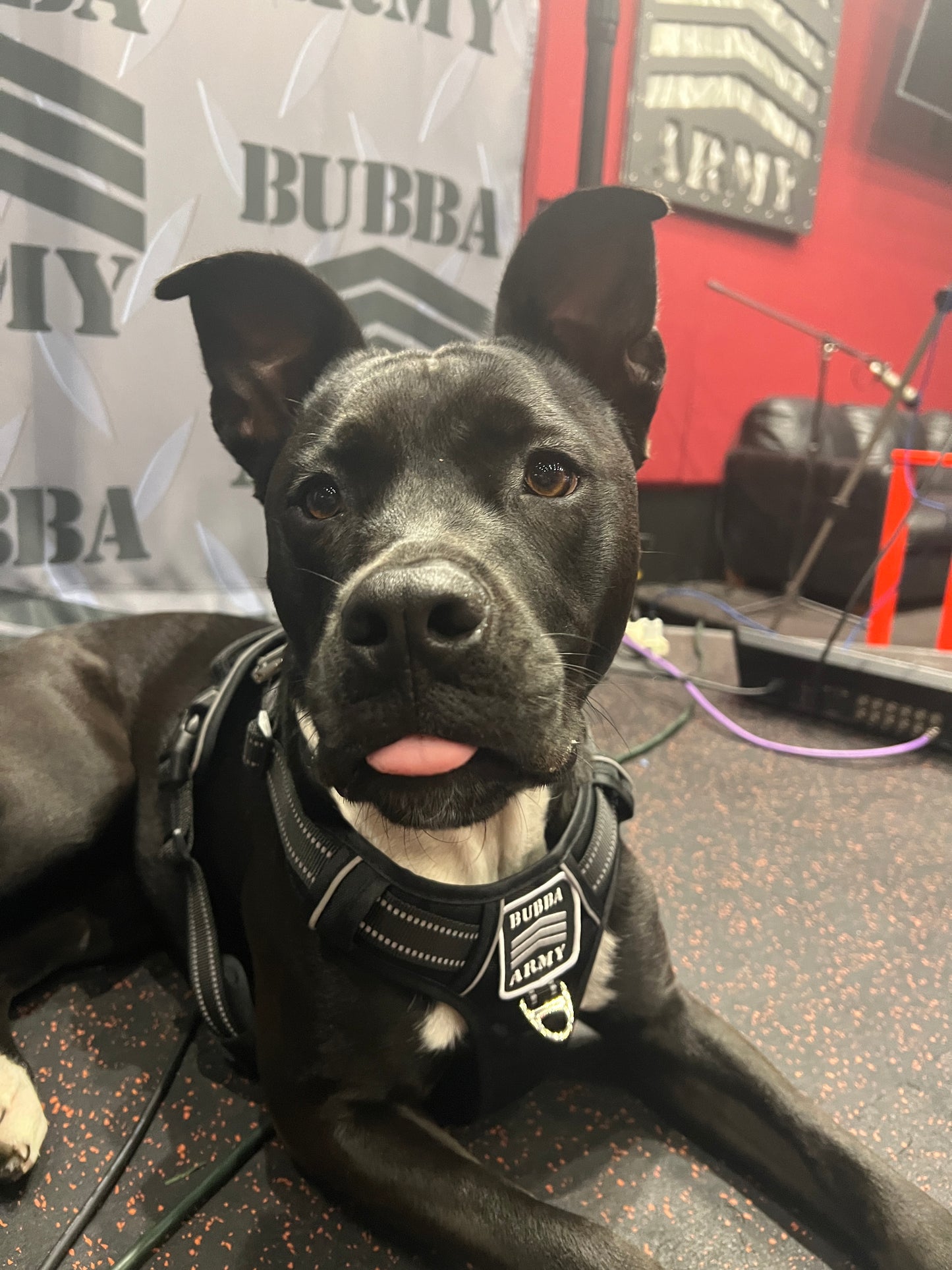 Back by popular demand! #doglife 🐾 Bubba Army Custom dog harness with logo / reflective LIMITED EDITION
